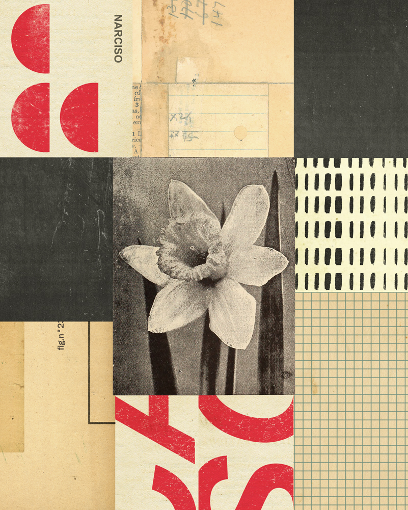 Collage Narcissus full image
