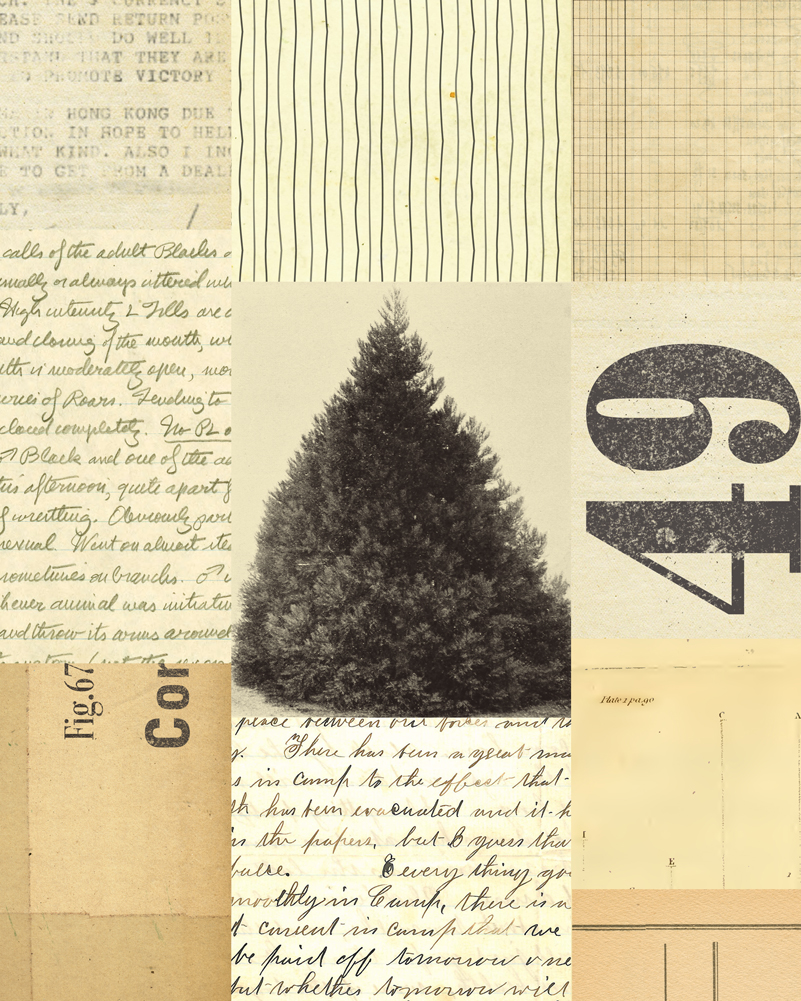 Collage Tree 49 full image