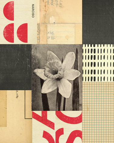Collage Narcissus thumb image