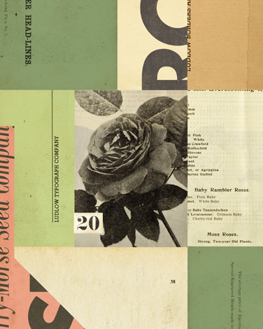 Collage Rose 20 thumb image