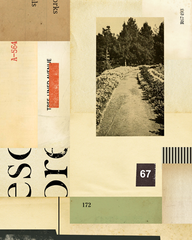 Collage Tree lined avenue 67 thumb image
